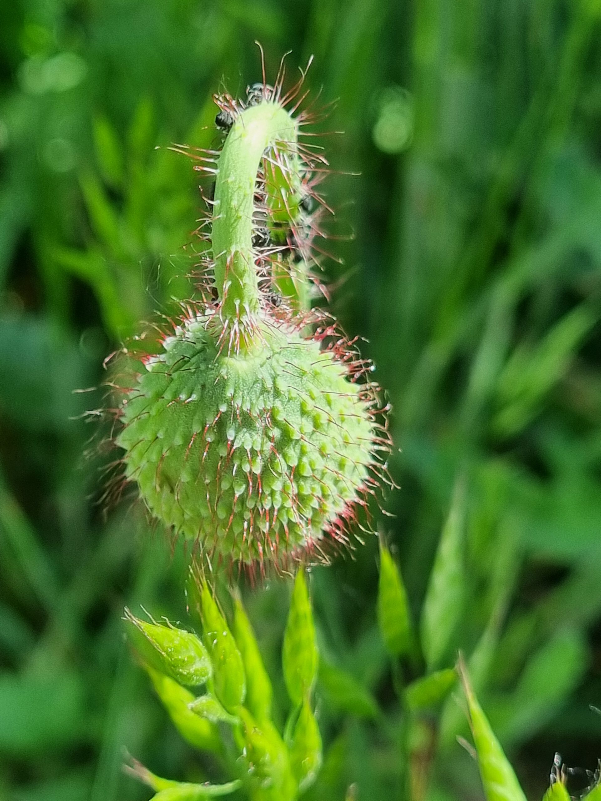 Sprachgärtchen – Tor zur Waldlichtung